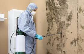 Why You Should Choose Our Mold Remediation Services in West Carthage, NY